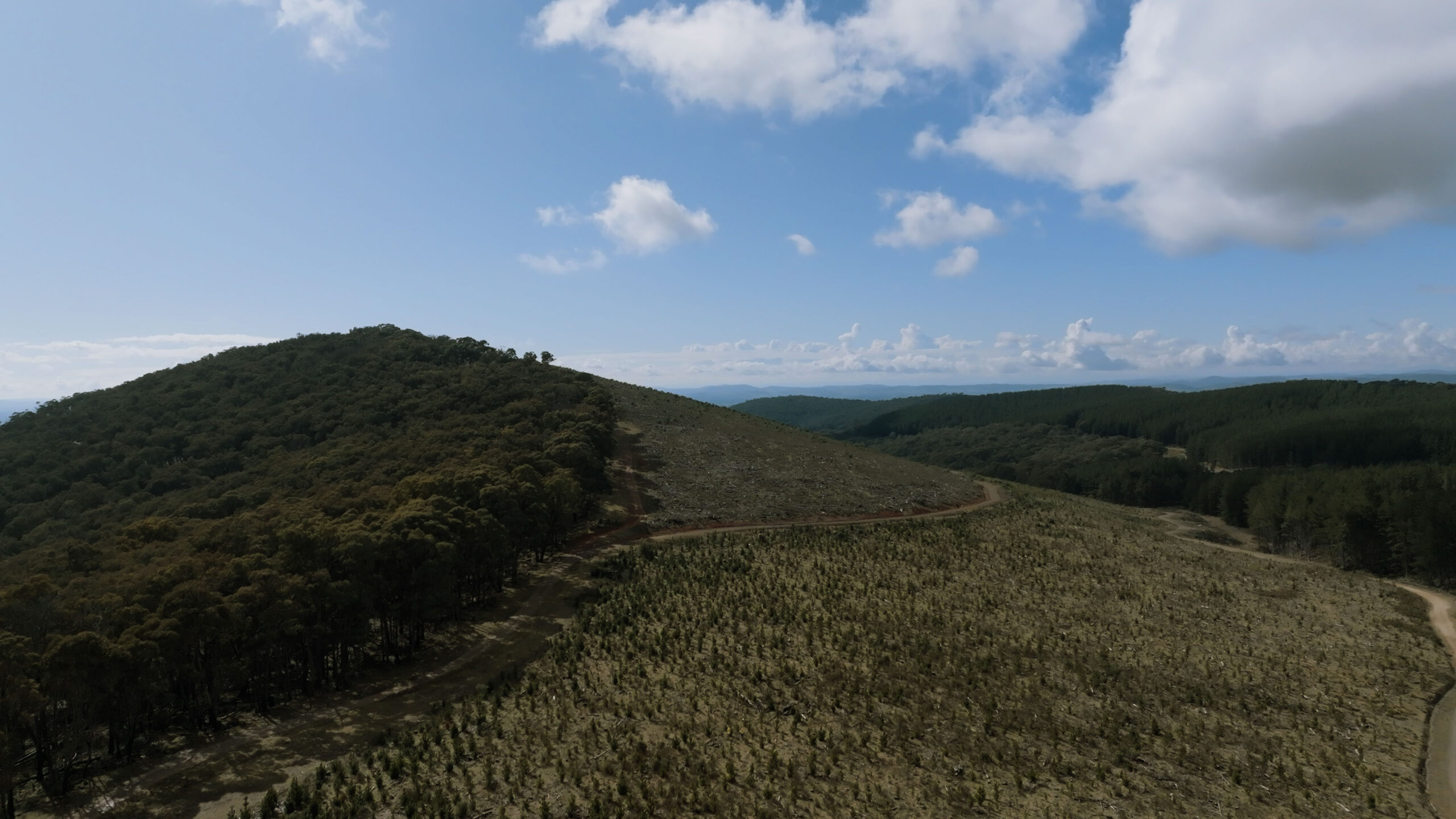 HVP drone plantation